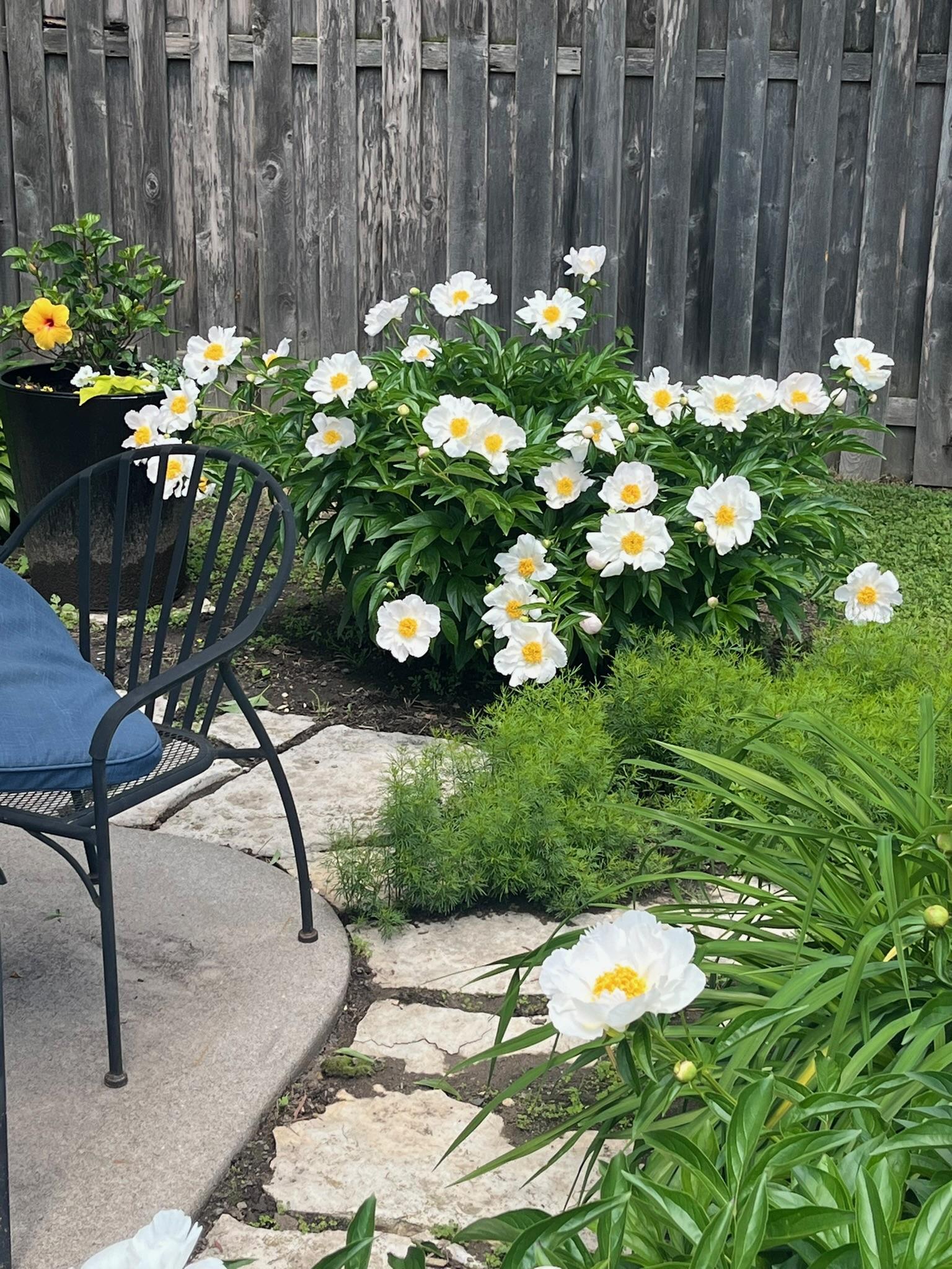 Late Spring blooming Peonies.