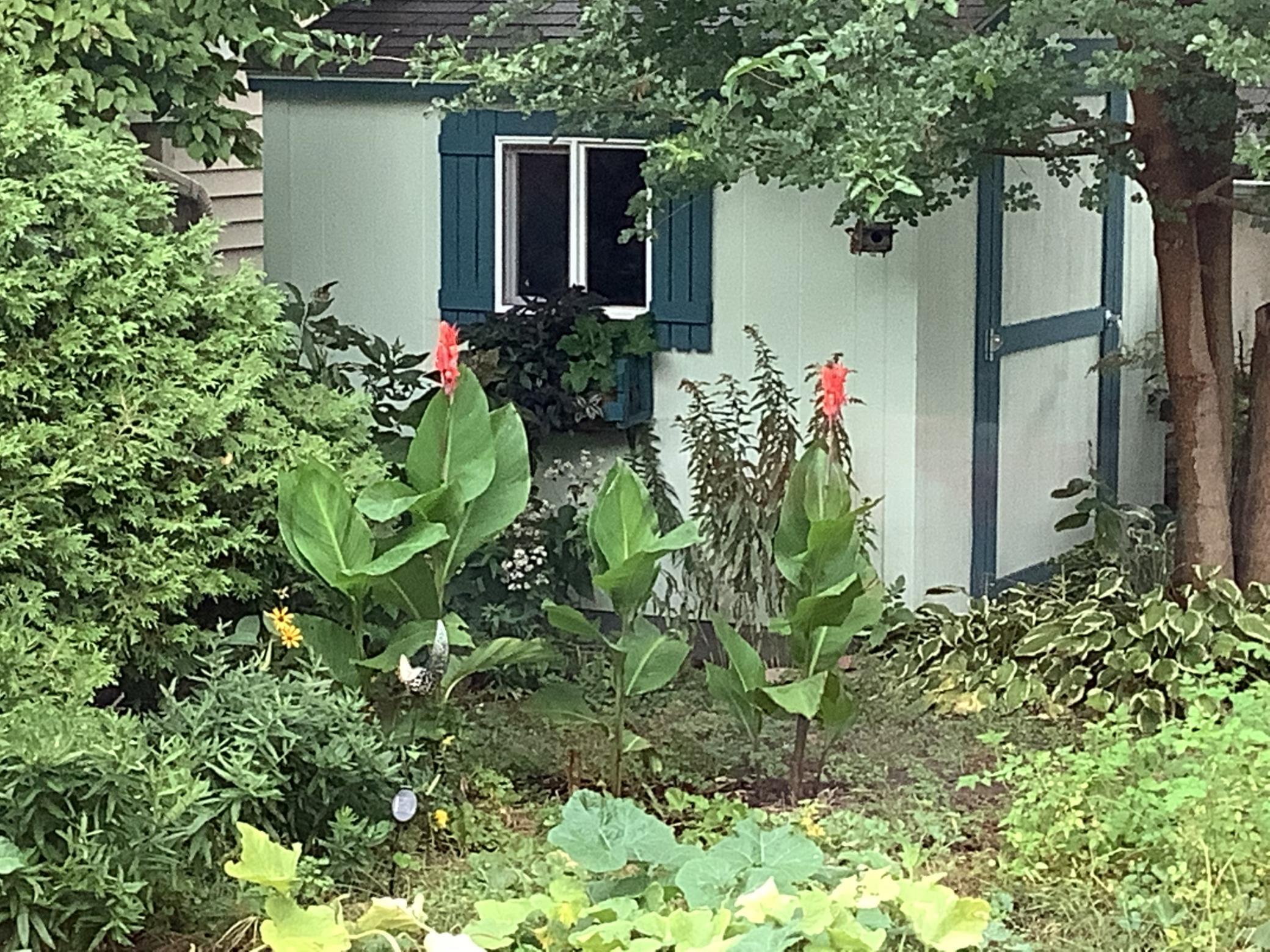 The 8x8 Tuff Shed has a cute window flower box and more garden space to add varietal plantings near the junipers.