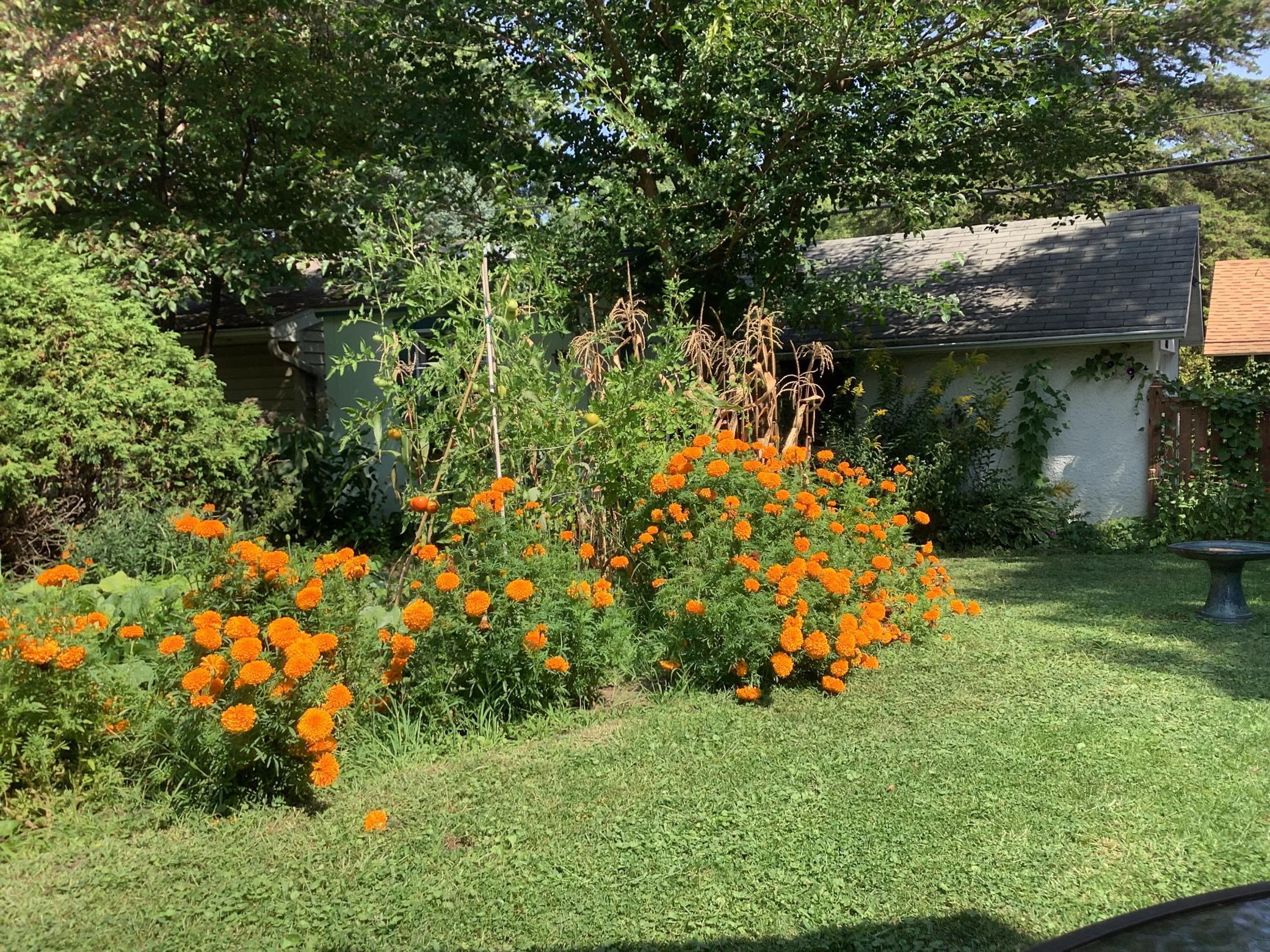 Late summer garden with a bountiful marigold border.