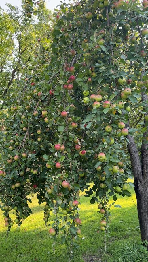 Apple tree...
