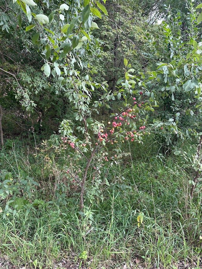 Plum tree...