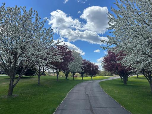 View of driveway in the spring. Beautiful!