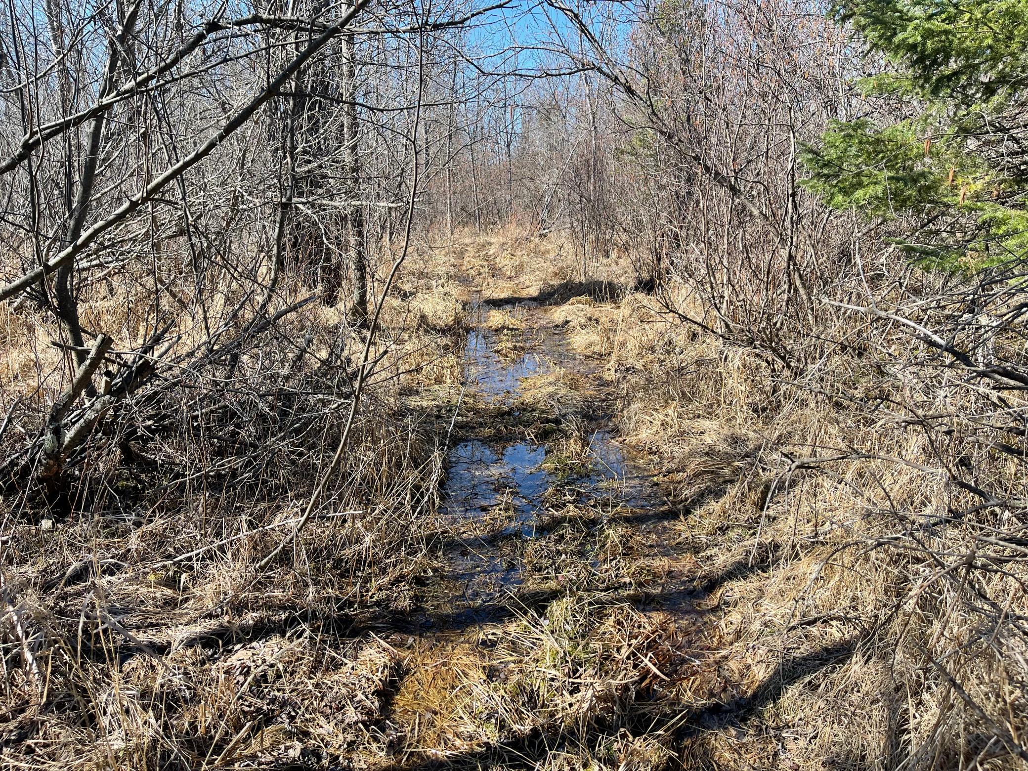 Trail to back 40 acres