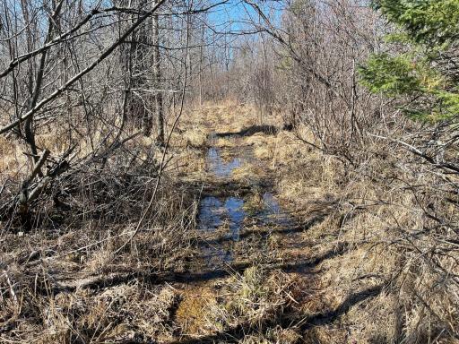 Trail to back 40 acres