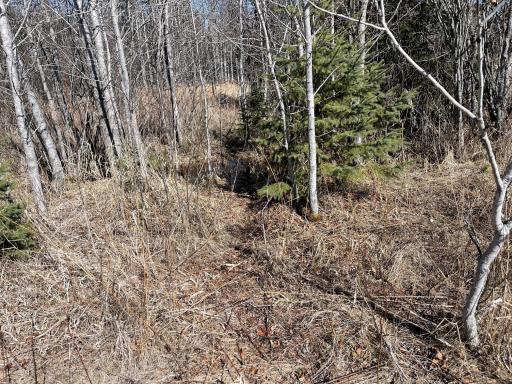 Deer trails