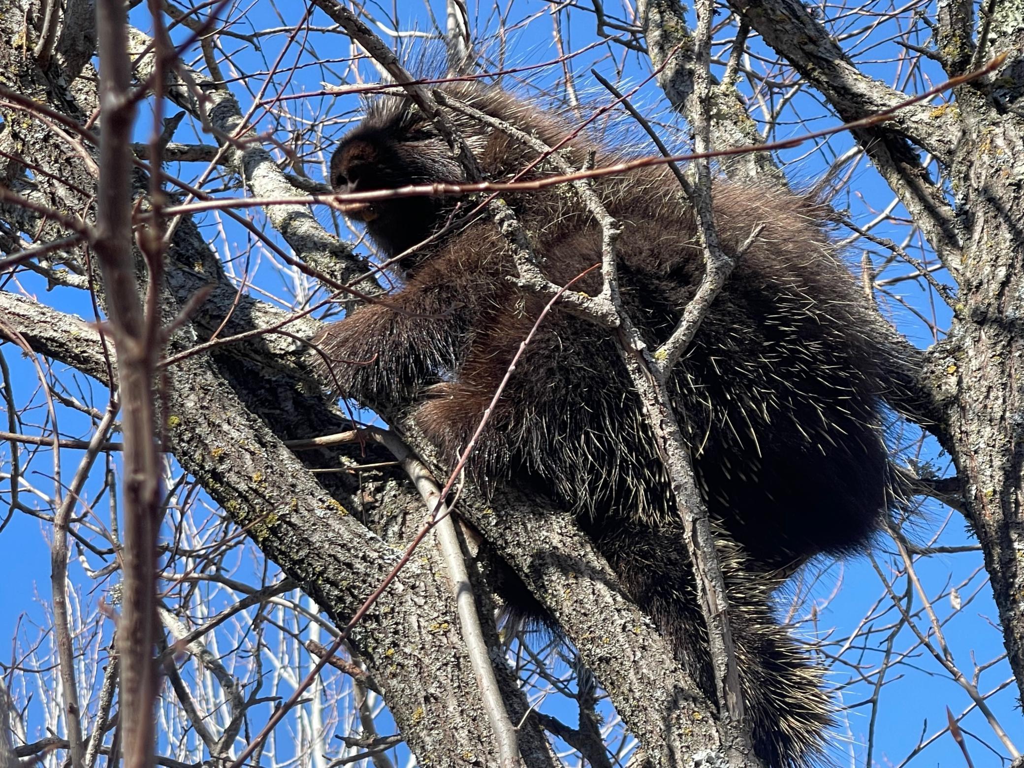 Local Wildlife