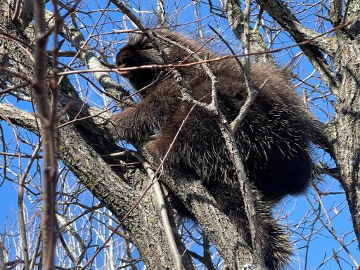 Local Wildlife