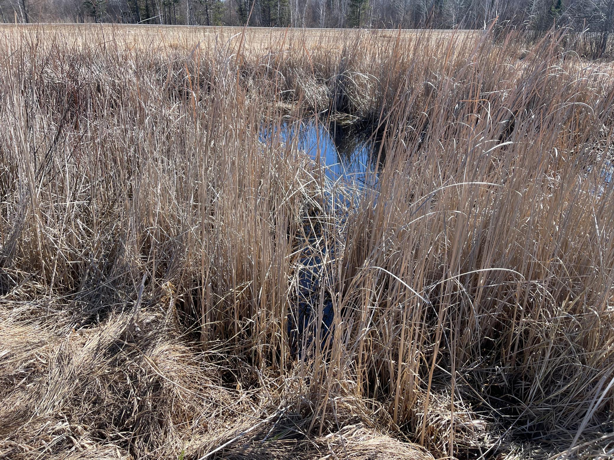 Dug wildlife pond