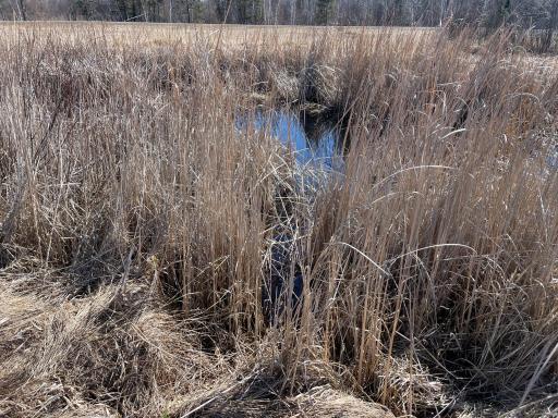 Dug wildlife pond