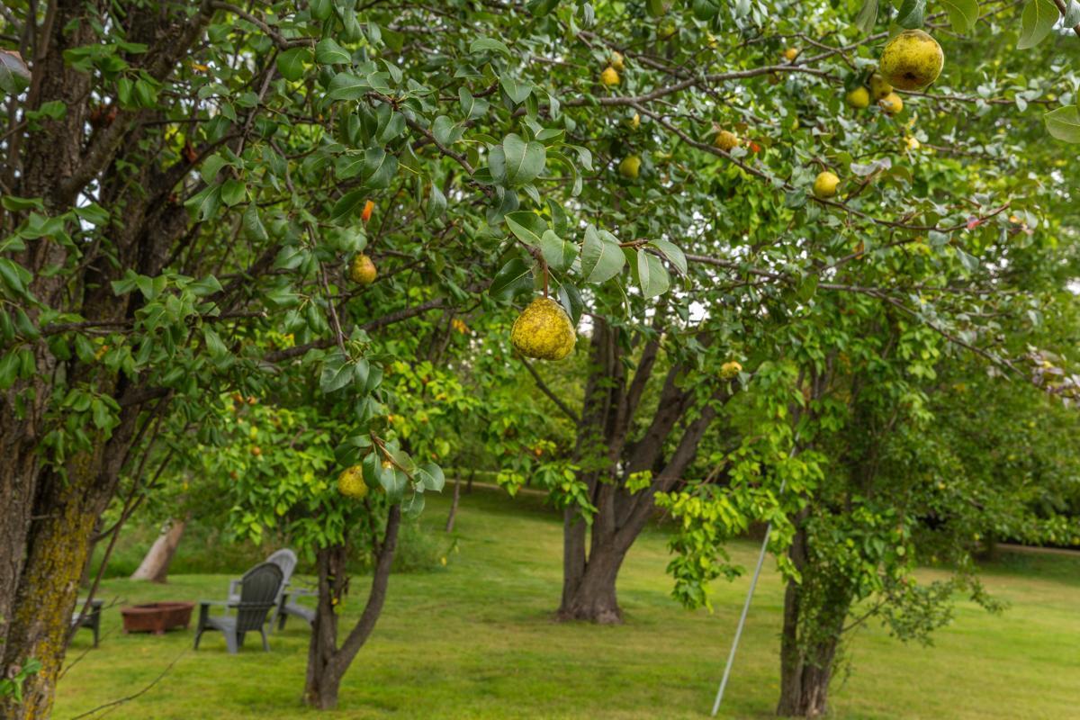 And Pear trees throughout the property