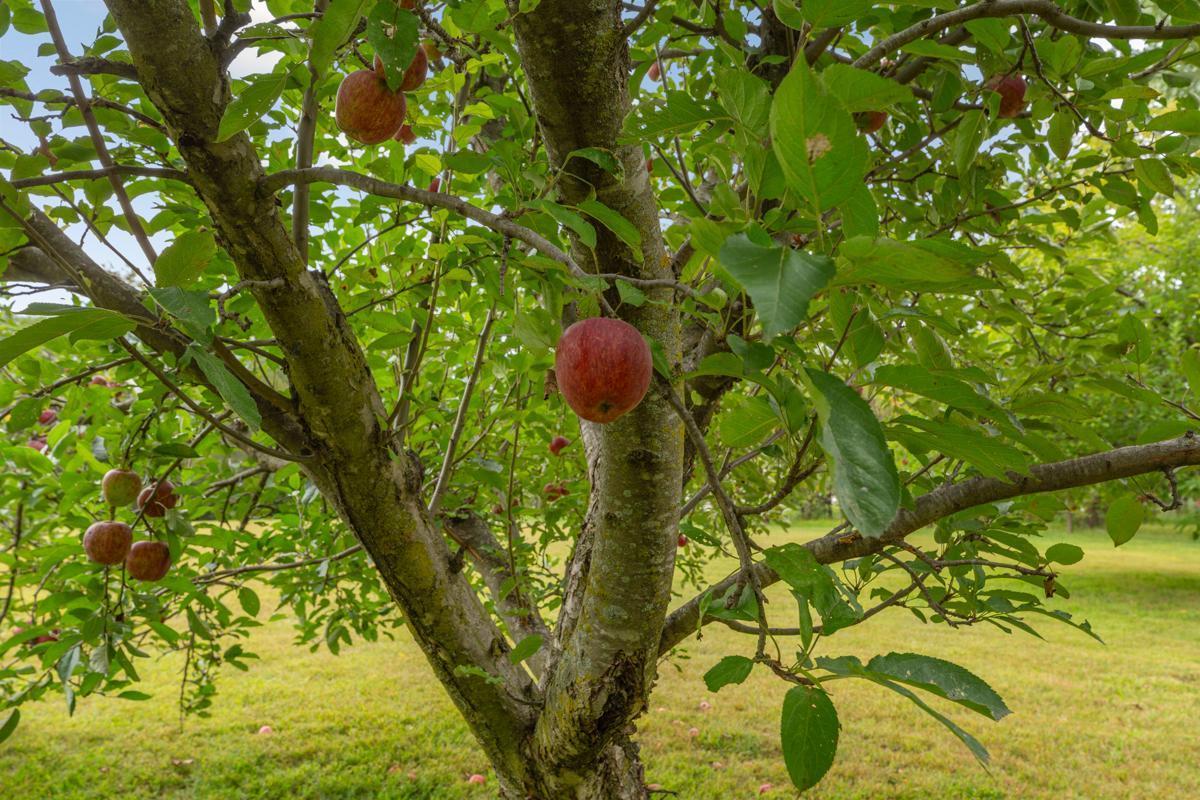 Apple trees