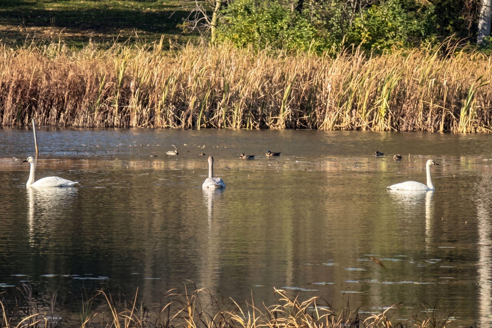 Trumpeter Swans and Waterfowl views from the front yard