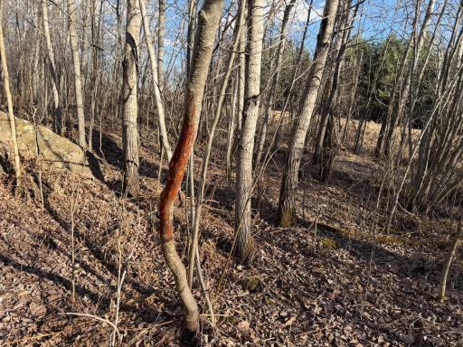 TBD 320th Street, Browerville, MN 56438