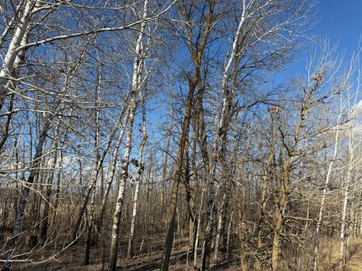 TBD 320th Street, Browerville, MN 56438