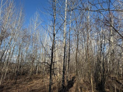 TBD 320th Street, Browerville, MN 56438