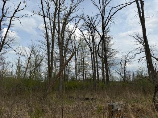 TBD 320th Street, Browerville, MN 56438