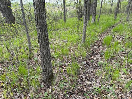 TBD 320th Street, Browerville, MN 56438
