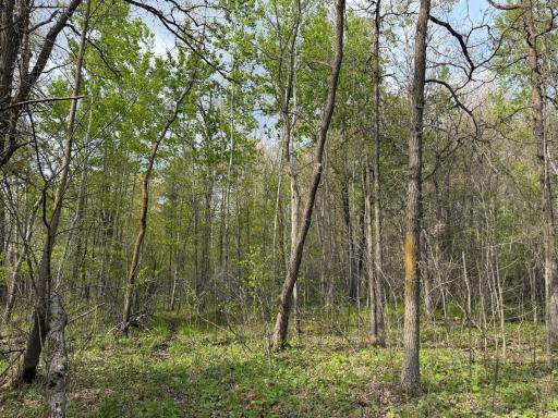 TBD 320th Street, Browerville, MN 56438