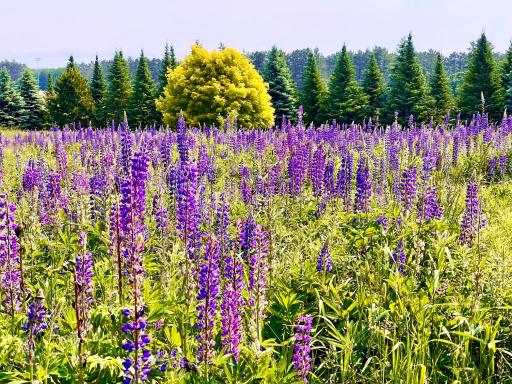 201 Hilltop Road, Shell Lake, WI 54871