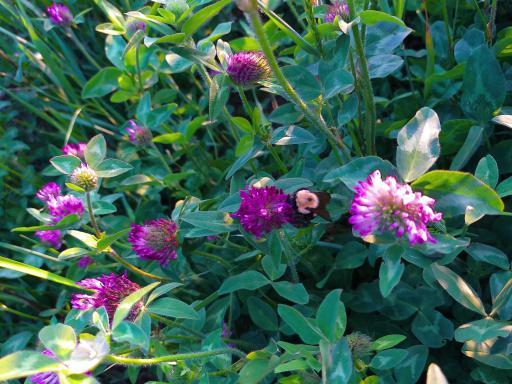 40xxx 160th Street, Frazee, MN 56544