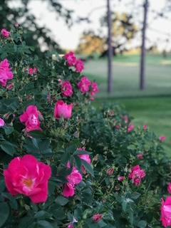 Beautiful roses in the garden
