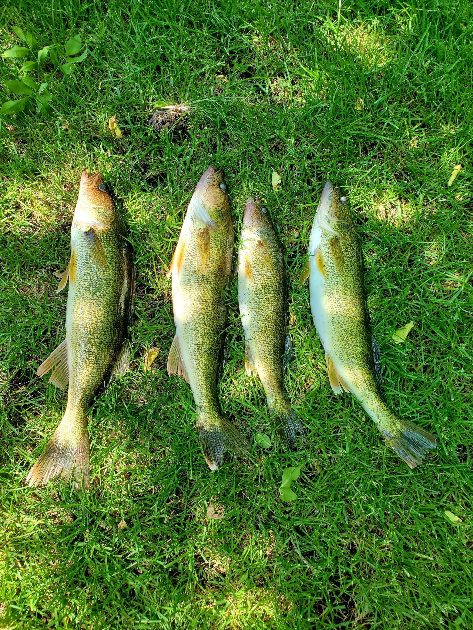 fish from lake