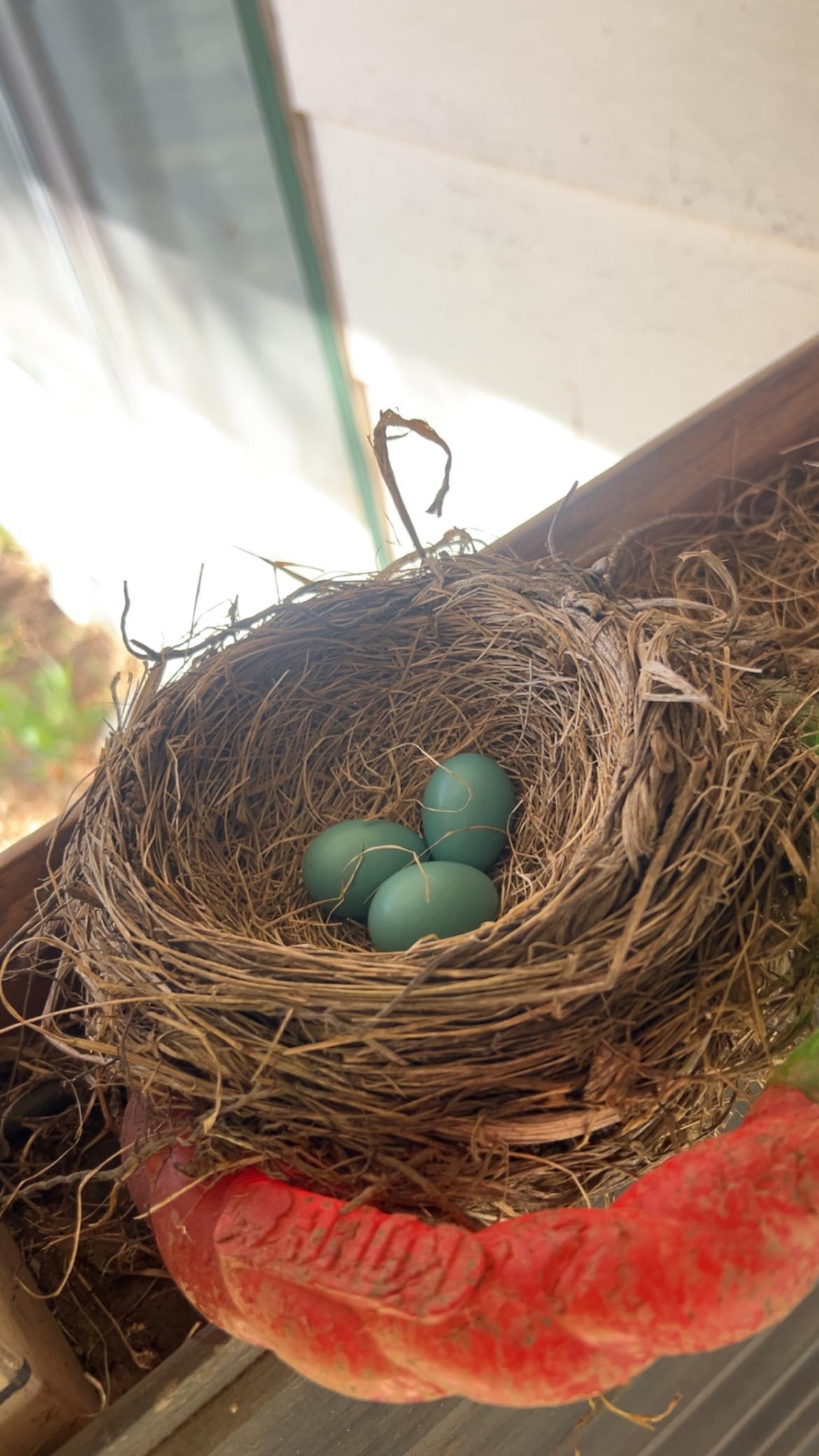 Robin Eggs