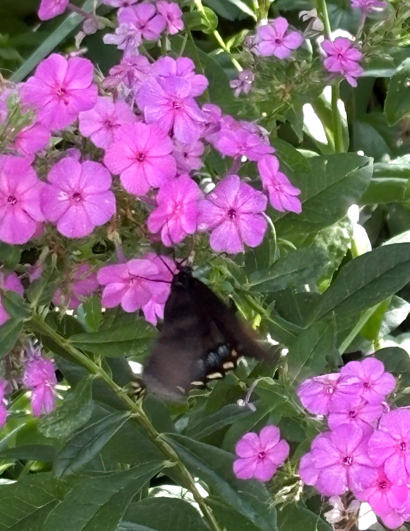 Low Maintenance Mature Perrenial Garden