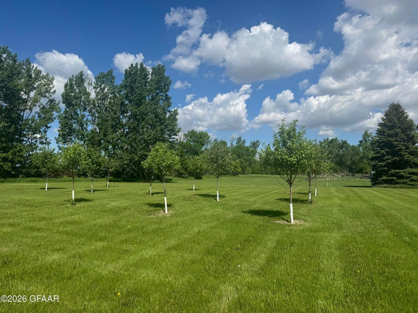 Erickson apple trees.jpg