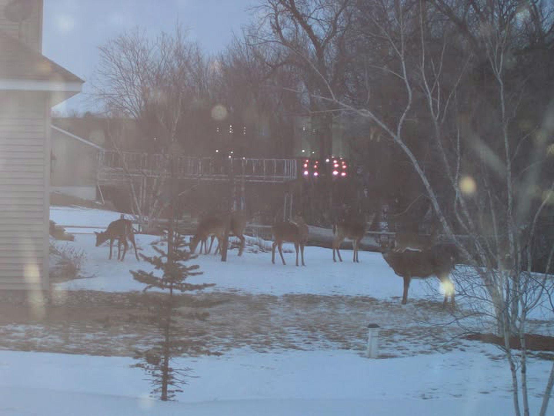 Backyard photo of the neighbors showing all the deer that love to come and visit as we have a park like setting surrounded by nature.
