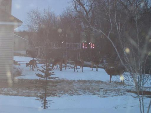 Backyard photo of the neighbors showing all the deer that love to come and visit as we have a park like setting surrounded by nature.