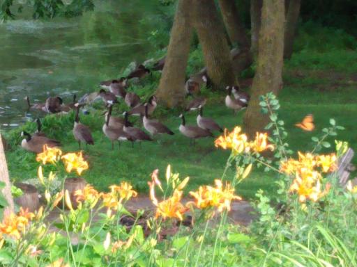 Wildlife is abundant living here and a recent photo is shared from last year by the sellers.