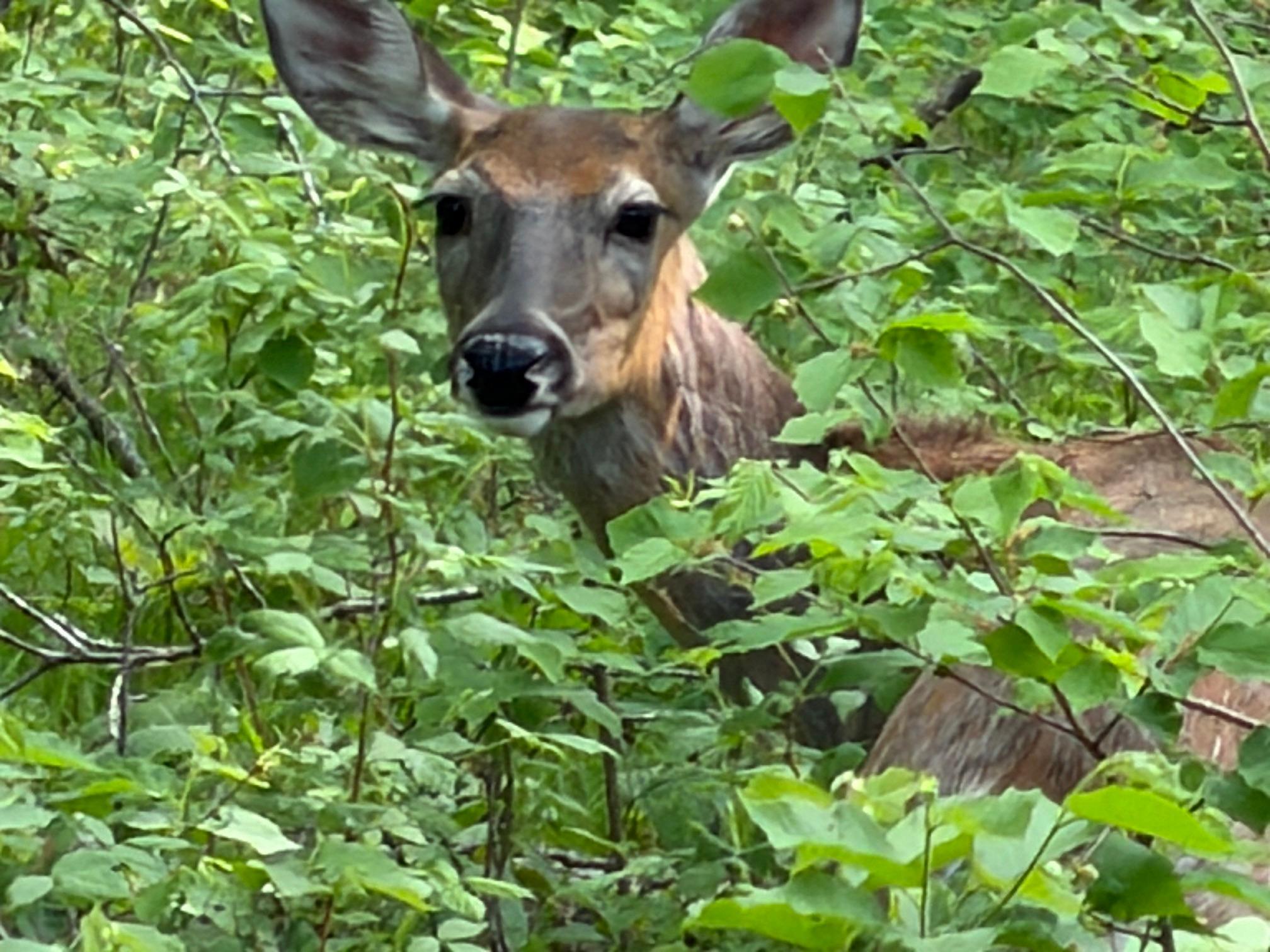 Neighbor