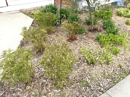 Peonies starting to sprout at front walkway