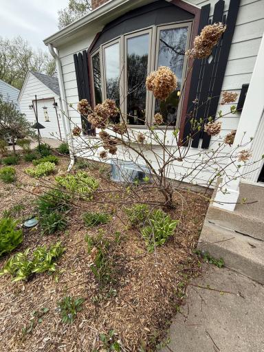 Hydrangeas prepare to bloom by front stoop