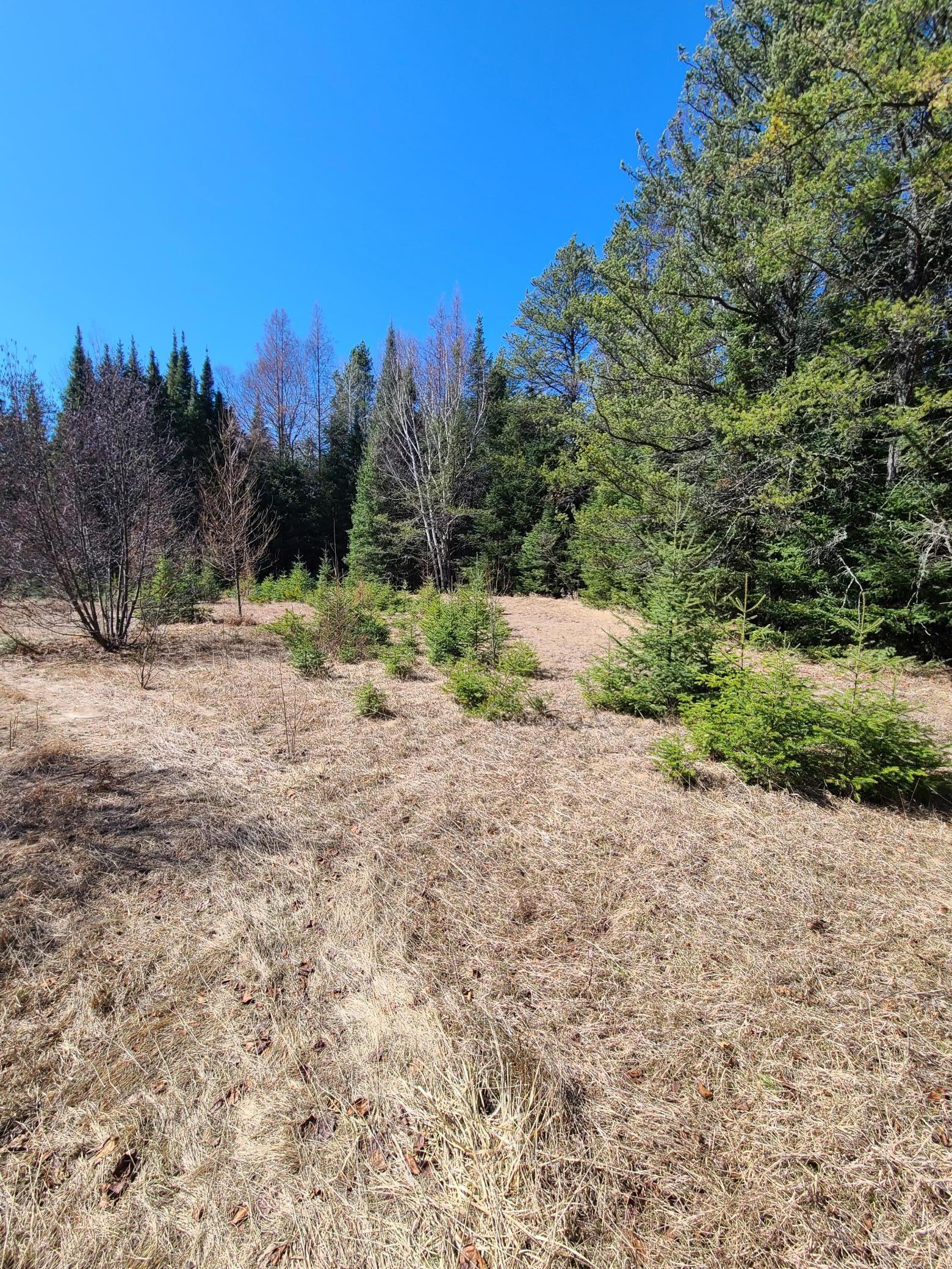 Field near the back section of property