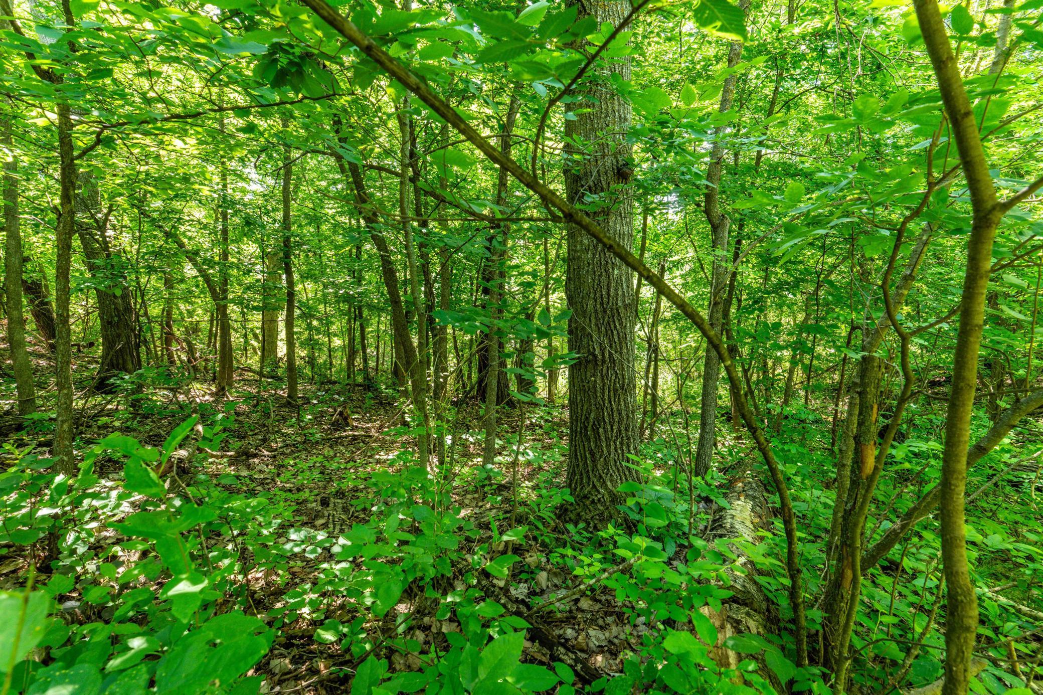 Beautiful wooded lot