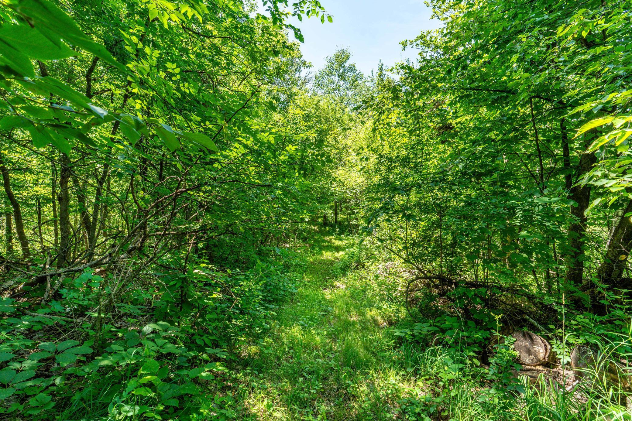 Beautiful wooded lot