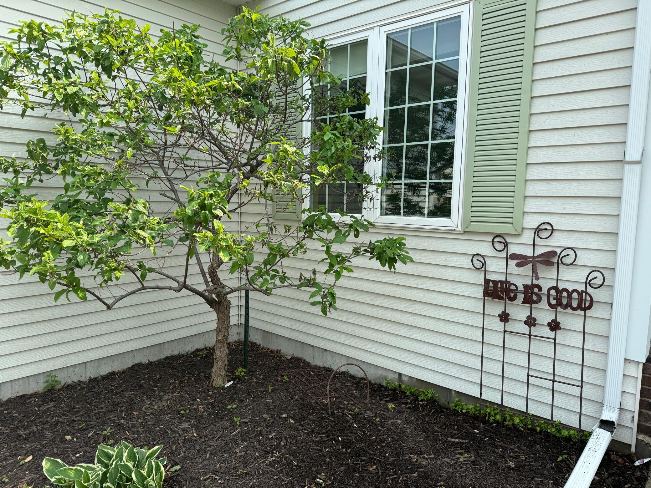 Front Yard Tree In Bloom