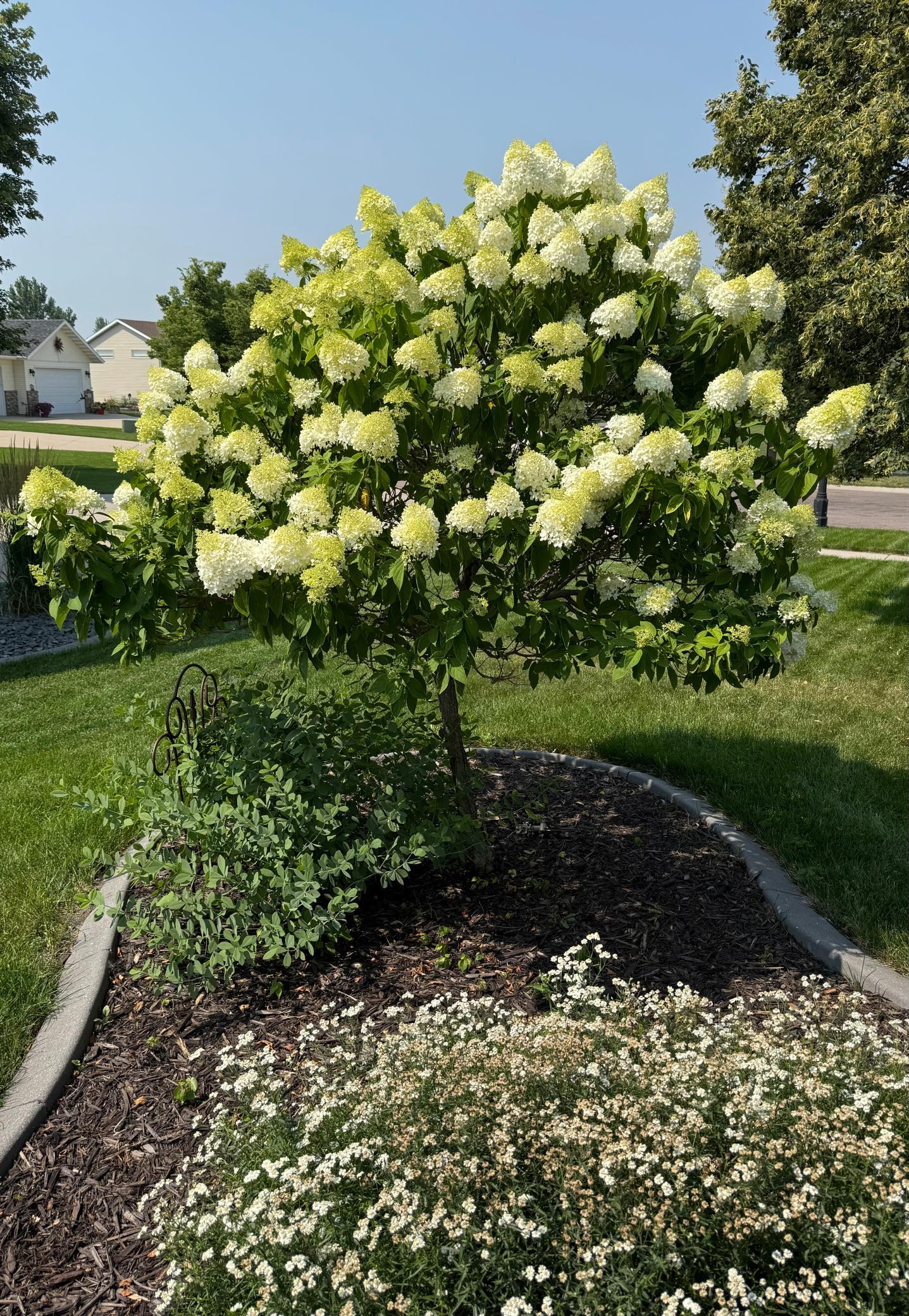 Front Yard Tree In Bloom