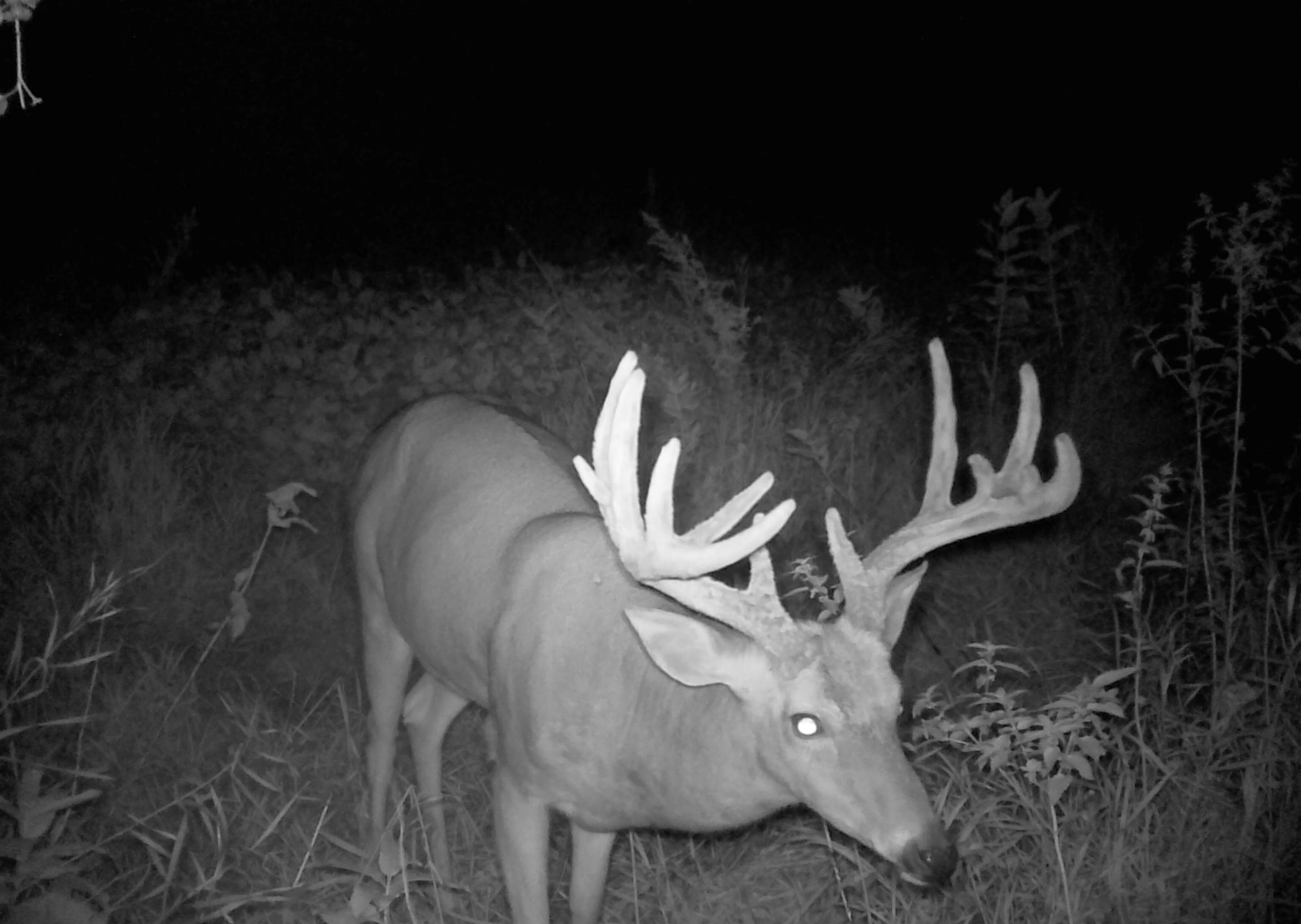 Deer Hunting