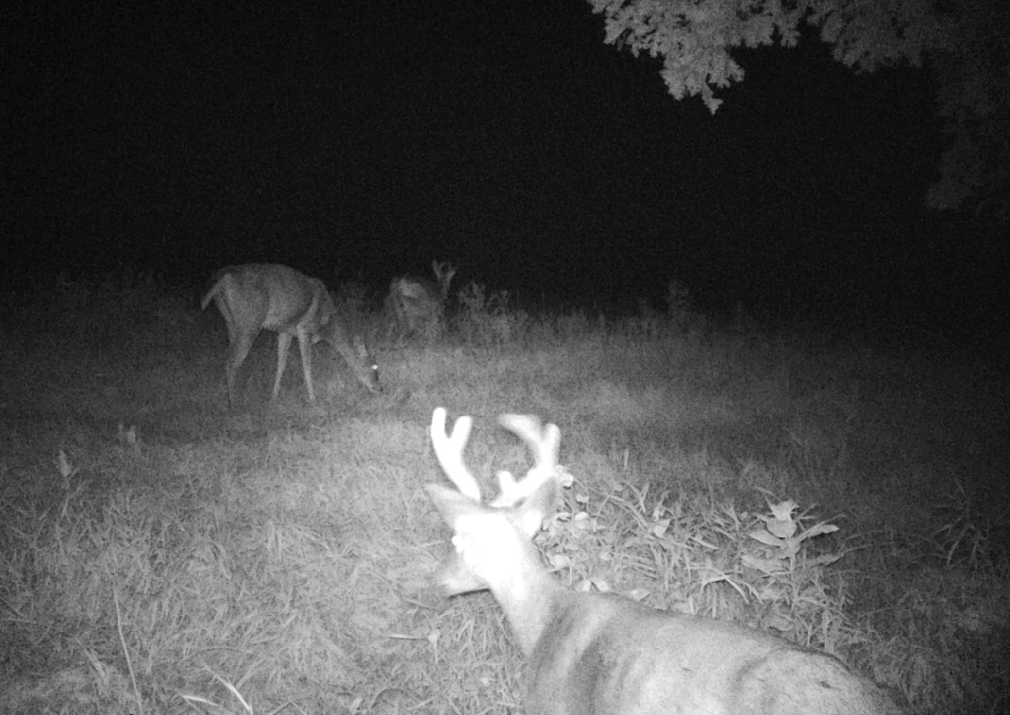 Deer Hunting