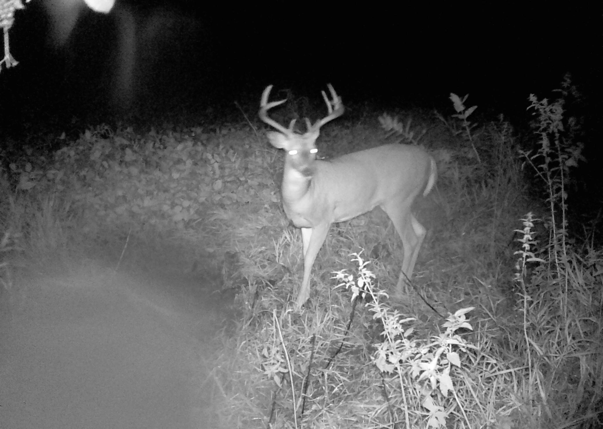 Deer Hunting