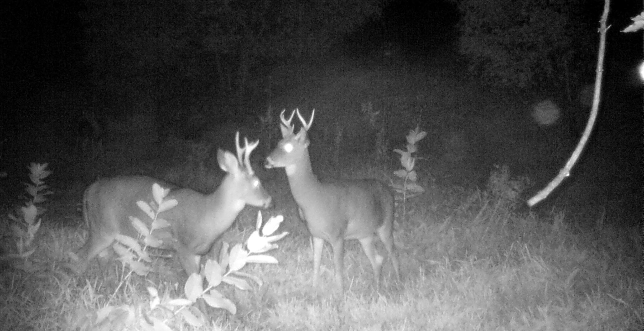 Deer Hunting