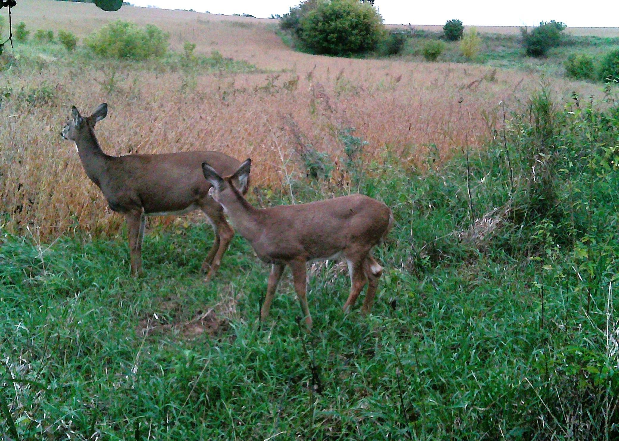 Deer Hunting