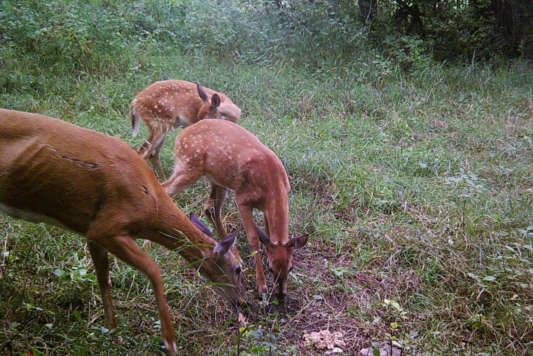 Deer Hunting