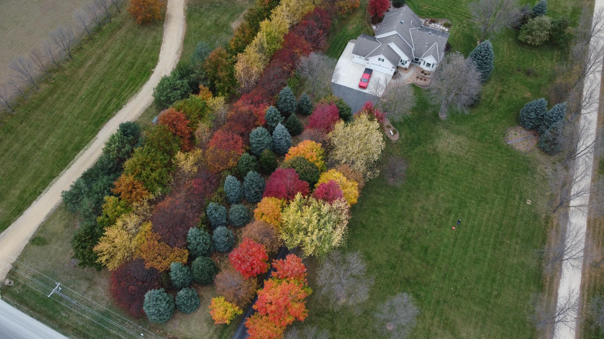 Fall aerial view of the trees along the driveway