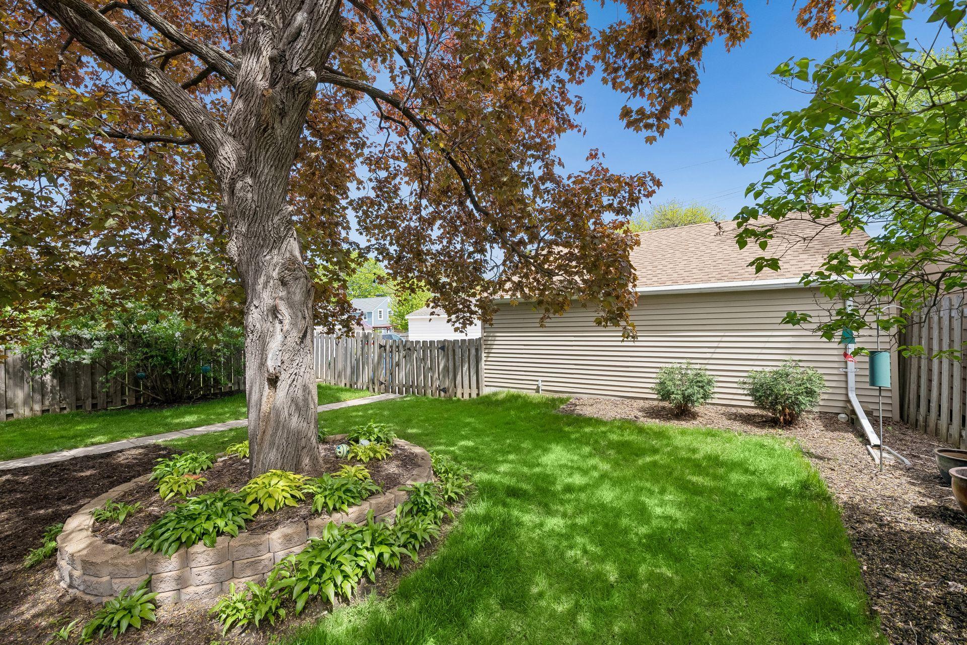 Privacy fenced backyard and mature maple tree in the tranquil backyard.