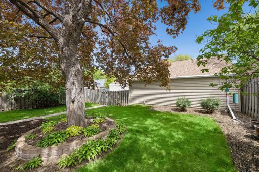 Privacy fenced backyard and mature maple tree in the tranquil backyard. Lilac bushes line the sides of the backyard.
