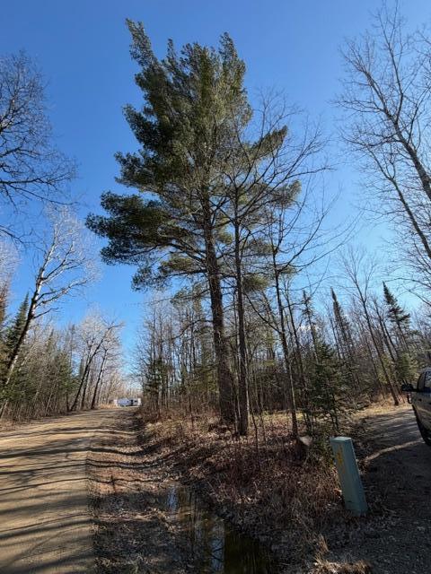 Munson Rd, large pine trees